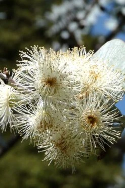 Bluey Cold Hardy Eucalyptus Tree (Eucalyptus Pulverulenta) - Quart Pot -Plant Shop Eucalyptus Bluey 6