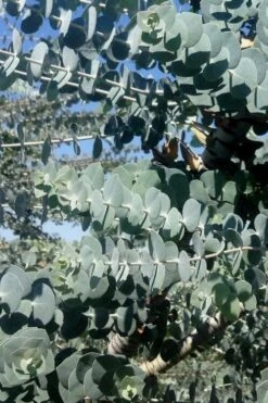 Bluey Cold Hardy Eucalyptus Tree (Eucalyptus Pulverulenta) - 1 Gallon Pot -Plant Shop Eucalyptus Bluey 8 1