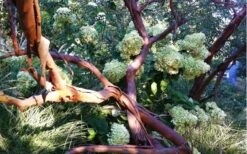 Funky Monkey Cold Hardy Eucalyptus Tree (Eucalyptus Parvula) - 6 Pack Of 1 Gallon Pots -Plant Shop Eucalyptus Funky Monkey Branches 1