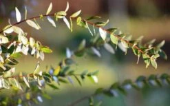 Funky Monkey Cold Hardy Eucalyptus Tree (Eucalyptus Parvula) - 1 Gallon Pot 14 Funky Monkey Cold Hardy Eucalyptus Tree (Eucalyptus Parvula) - 1 Gallon Pot -Plant Shop Eucalyptus Funky Monkey Leaves