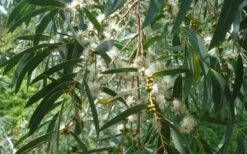 Funky Monkey Cold Hardy Eucalyptus Tree (Eucalyptus Parvula) - 6 Pack Of 1 Gallon Pots -Plant Shop Eucalyptus Funky Monkey Leaves Mature 1