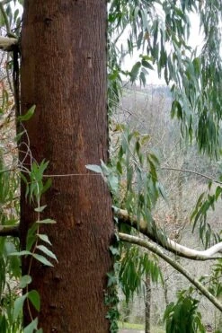 Jersey Girl Cold Hardy Eucalyptus Tree (Eucalyptus Macarthurii) - 3 Quart Pot -Plant Shop Eucalyptus Jersey Girl 2 1