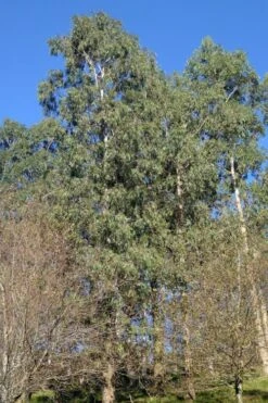 Jersey Girl Cold Hardy Eucalyptus Tree (Eucalyptus Macarthurii) - 3 Gallon Pot 15 Jersey Girl Cold Hardy Eucalyptus Tree (Eucalyptus Macarthurii) - 3 Gallon Pot -Plant Shop Eucalyptus Jersey Girl 3