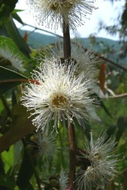 Jersey Girl Cold Hardy Eucalyptus Tree (Eucalyptus Macarthurii) - 3 Quart Pot -Plant Shop Eucalyptus Jersey Girl 4 1