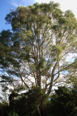 Jersey Girl Cold Hardy Eucalyptus Tree (Eucalyptus Macarthurii) - 3 Quart Pot -Plant Shop Eucalyptus Jersey Girl 6 1