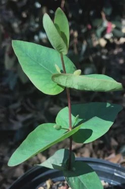 Jersey Girl Cold Hardy Eucalyptus Tree (Eucalyptus Macarthurii) - 3 Quart Pot -Plant Shop Eucalyptus Jersey Girl 7 1