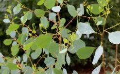 Lucky Country Cold Hardy Eucalyptus Tree (Eucalyptus Camphora) - 3 Gallon Pot -Plant Shop Eucalyptus Lucky Country 1