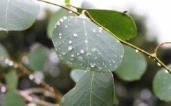 Lucky Country Cold Hardy Eucalyptus Tree (Eucalyptus Camphora) - 3 Gallon Pot -Plant Shop Eucalyptus Lucky Country 2