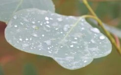 Lucky Country Cold Hardy Eucalyptus Tree (Eucalyptus Camphora) - 3 Gallon Pot -Plant Shop Eucalyptus Lucky Country 3