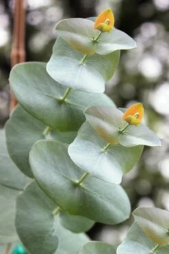 Luna Cold Hardy Eucalyptus Tree (Eucalyptus Perriniana) - 1 Gallon Pot 10 Luna Cold Hardy Eucalyptus Tree (Eucalyptus Perriniana) - 1 Gallon Pot -Plant Shop Eucalyptus Luna 1