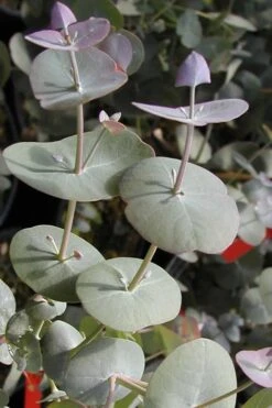Luna Cold Hardy Eucalyptus Tree (Eucalyptus Perriniana) - Quart Pot -Plant Shop Eucalyptus Luna 13 1