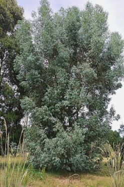 Luna Cold Hardy Eucalyptus Tree (Eucalyptus Perriniana) - 1 Gallon Pot 11 Luna Cold Hardy Eucalyptus Tree (Eucalyptus Perriniana) - 1 Gallon Pot -Plant Shop Eucalyptus Luna 5