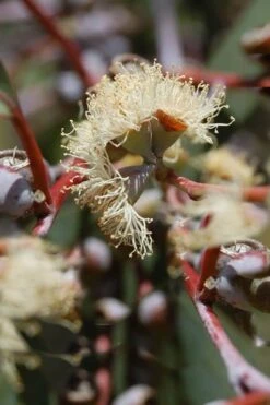 Luna Cold Hardy Eucalyptus Tree (Eucalyptus Perriniana) - 1 Gallon Pot 12 Luna Cold Hardy Eucalyptus Tree (Eucalyptus Perriniana) - 1 Gallon Pot -Plant Shop Eucalyptus Luna 6