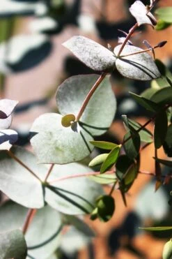 Maggie Cold Hardy Eucalyptus Tree (Eucalyptus Nova Anglica) - 3 Quart Pot 13 Maggie Cold Hardy Eucalyptus Tree (Eucalyptus Nova Anglica) - 3 Quart Pot -Plant Shop Eucalyptus Maggie 10 2