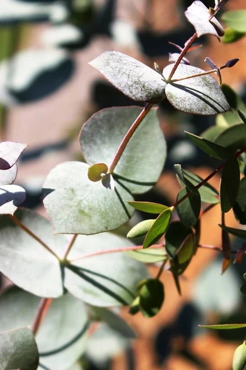 Maggie Cold Hardy Eucalyptus Tree (Eucalyptus Nova Anglica) - 2 Gallon Pot 8 Maggie Cold Hardy Eucalyptus Tree (Eucalyptus Nova Anglica) - 2 Gallon Pot - Image 6