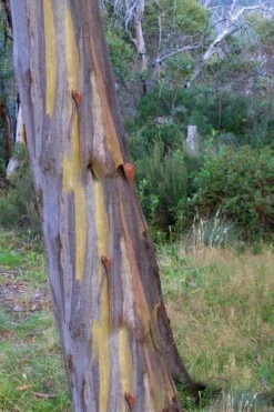 Sheila Cold Hardy Eucalyptus Tree (Eucalyptus Stellulata) - Quart Pot -Plant Shop Eucalyptus Sheila 10