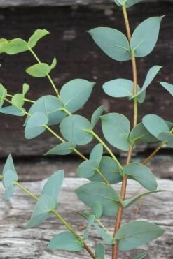 Sheila Cold Hardy Eucalyptus Tree (Eucalyptus Stellulata) - 3 Gallon Pot -Plant Shop Eucalyptus Sheila 2 2