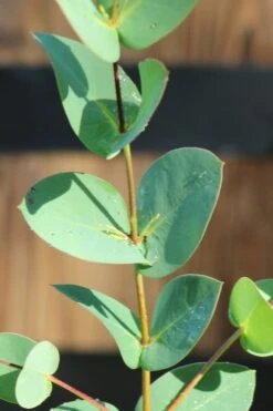 Sheila Cold Hardy Eucalyptus Tree (Eucalyptus Stellulata) - Quart Pot -Plant Shop Eucalyptus Sheila 3