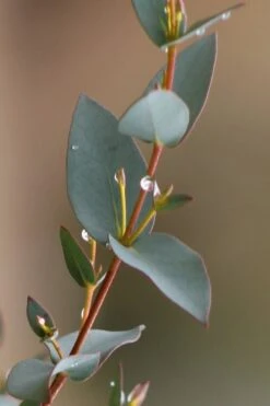 Sheila Cold Hardy Eucalyptus Tree (Eucalyptus Stellulata) - Quart Pot -Plant Shop Eucalyptus Sheila 6