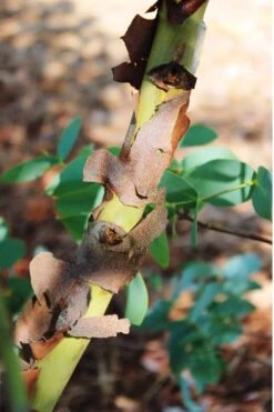 Sheila Cold Hardy Eucalyptus Tree (Eucalyptus Stellulata) - 6 Pack Of 1 Gallon Pots -Plant Shop Eucalyptus Sheila 9 1