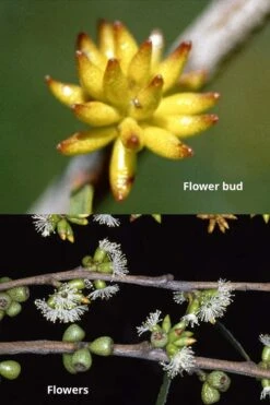 Skinny Minny Hardy Eucalyptus Tree (Eucalyptus Moorei) - Quart Pot 8 Skinny Minny Hardy Eucalyptus Tree (Eucalyptus Moorei) - Quart Pot -Plant Shop Eucalyptus Skinny Minny 1