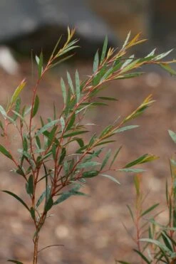 Skinny Minny Hardy Eucalyptus Tree (Eucalyptus Moorei) - 2 Gallon Pot 9 Skinny Minny Hardy Eucalyptus Tree (Eucalyptus Moorei) - 2 Gallon Pot -Plant Shop Eucalyptus Skinny Minny 2 4