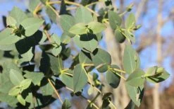 Cab Sav Cold Hardy Eucalyptus Tree (Eucalyptus Rubida) - 2 Gallon Pot 10 Cab Sav Cold Hardy Eucalyptus Tree (Eucalyptus Rubida) - 2 Gallon Pot -Plant Shop Eucalyptus Tree Cab Sav Rubida 1