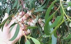 Grace Cold Hardy Eucalyptus Tree (Eucalyptus Elliptica) - Quart Pot -Plant Shop Eucalyptus Tree Grace White Gum Elliptica 1