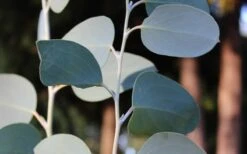 Mappa Tassie Cold Hardy Eucalyptus Tree (Eucalyptus Pauciflora) - 3 Gallon Pot -Plant Shop Eucalyptus Tree Mappa Tassie Pauciflora Snow Gum 3