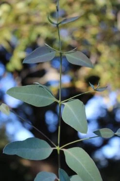 Grace Cold Hardy Eucalyptus Tree (Eucalyptus Elliptica) - Quart Pot -Plant Shop Eucalytptus Grace BS 1