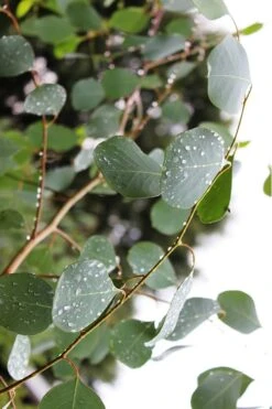 Lucky Country Cold Hardy Eucalyptus Tree (Eucalyptus Camphora) - 3 Gallon Pot -Plant Shop Eucalytptus Lucky Country BS