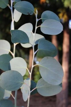 Mappa Tassie Cold Hardy Eucalyptus Tree (Eucalyptus Pauciflora) - 3 Gallon Pot -Plant Shop Eucalytptus Mappa Tassie BS 3