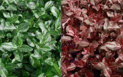 Purple Wintercreeper - Euonymus Fortunei Coloratus - 3 Pack Of Pint Pots -Plant Shop Euonymus Coloratus Purple Winter Creeper 50 1