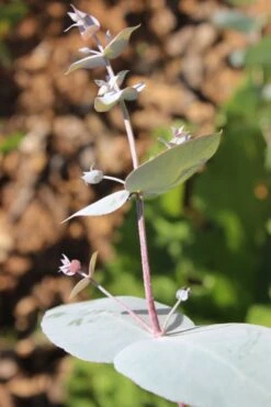 Maggie Cold Hardy Eucalyptus Tree (Eucalyptus Nova Anglica) - 3 Gallon Pot 11 Maggie Cold Hardy Eucalyptus Tree (Eucalyptus Nova Anglica) - 3 Gallon Pot -Plant Shop Eusalyptus Maggie 1 500x750 5