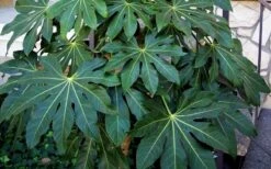 Fatsia Japonica - Japanese Aralia - Glossy Paper Plant - 5 Gallon Pot -Plant Shop Fatsia Japanese Aralia 1