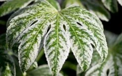 Spider's Web Fatsia - Japanese Aralia Paper Plant - 5 Gallon Pot 15 Spider's Web Fatsia - Japanese Aralia Paper Plant - 5 Gallon Pot -Plant Shop Fatsia Spider Web close Up