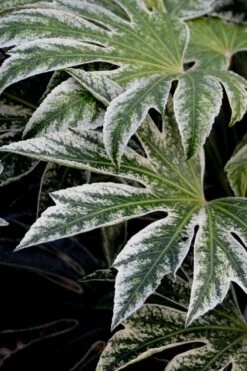 Spider's Web Fatsia - Japanese Aralia Paper Plant - 5 Gallon Pot 13 Spider's Web Fatsia - Japanese Aralia Paper Plant - 5 Gallon Pot -Plant Shop Fatsia Spiders Web 24