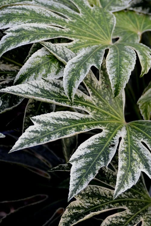 Spider's Web Fatsia - Japanese Aralia Paper Plant - 5 Gallon Pot 7 Spider's Web Fatsia - Japanese Aralia Paper Plant - 5 Gallon Pot - Image 5
