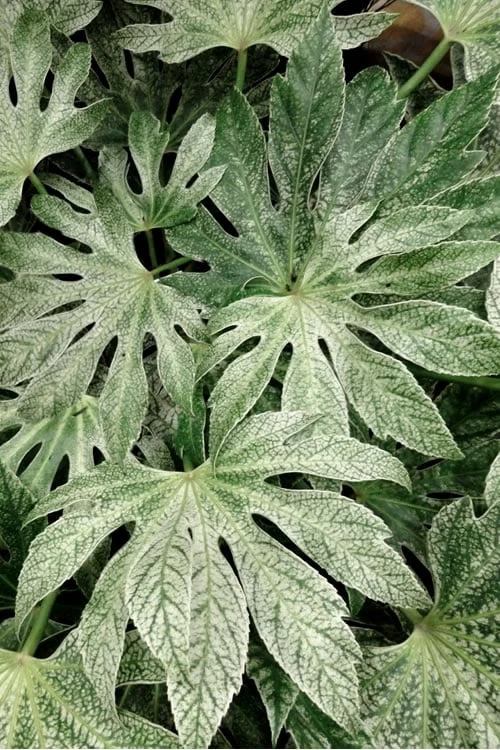 Spider's Web Fatsia - Japanese Aralia Paper Plant - 5 Gallon Pot 6 Spider's Web Fatsia - Japanese Aralia Paper Plant - 5 Gallon Pot - Image 4
