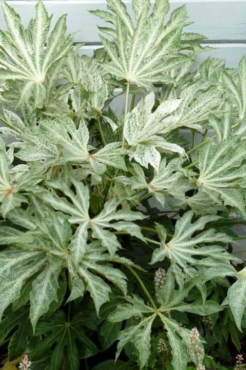 Spider's Web Fatsia - Japanese Aralia Paper Plant - 5 Gallon Pot 3 Spider's Web Fatsia - Japanese Aralia Paper Plant - 5 Gallon Pot