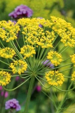 Bronze Fennel (Foeniculum Vulgare 'Purpureum') - 1 Gallon Pot -Plant Shop Fennel Bronze 6
