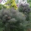 Bronze Fennel (Foeniculum Vulgare 'Purpureum') - 1 Gallon Pot