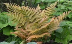 Autumn Fern (Dryopteris Erythrosora) - 3 Gallon 12 Autumn Fern (Dryopteris Erythrosora) - 3 Gallon -Plant Shop Fern Autumn 1 1
