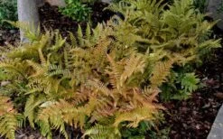 Autumn Fern - Dryopteris Erythrosora - 6 Pack Of 1 Gallon Pots -Plant Shop Fern Autumn 2