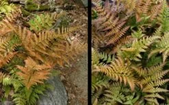 Autumn Fern (Dryopteris Erythrosora) - 3 Gallon 14 Autumn Fern (Dryopteris Erythrosora) - 3 Gallon -Plant Shop Fern Autumn 4 1