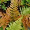 Autumn Fern - Dryopteris Erythrosora - 6 Pack Of 1 Gallon Pots 2 Autumn Fern - Dryopteris Erythrosora - 6 Pack Of 1 Gallon Pots -Plant Shop Fern Autumn 500x750 1