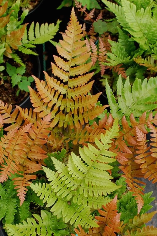 Autumn Fern (Dryopteris Erythrosora) - 3 Gallon 3 Autumn Fern (Dryopteris Erythrosora) - 3 Gallon