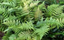 Autumn Fern - Dryopteris Erythrosora - 6 Pack Of 1 Gallon Pots -Plant Shop Fern Autumn Summer