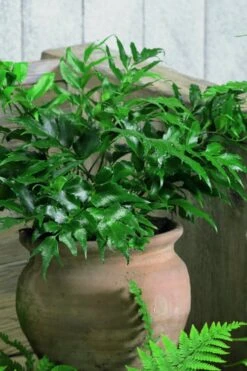 Japanese Holly Fern - Cyrtomium Falcatum 'Rochfordianum' - 2.5 Quart Pot 11 Japanese Holly Fern - Cyrtomium Falcatum 'Rochfordianum' - 2.5 Quart Pot -Plant Shop Fern Japanese Holly 8