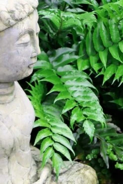 Japanese Holly Fern - Cyrtomium Falcatum 'Rochfordianum' - 2.5 Quart Pot 12 Japanese Holly Fern - Cyrtomium Falcatum 'Rochfordianum' - 2.5 Quart Pot -Plant Shop Fern Japanese Holly 9